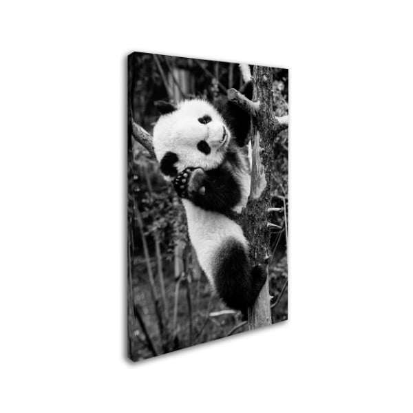 Philippe Hugonnard 'Panda II' Canvas Art,12x19